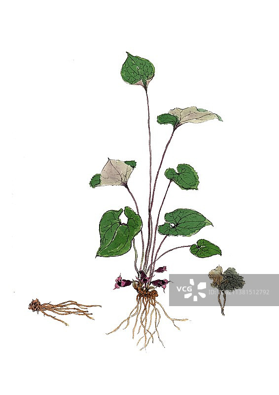 手绘本草纲目中草药植物插画细辛图片素材