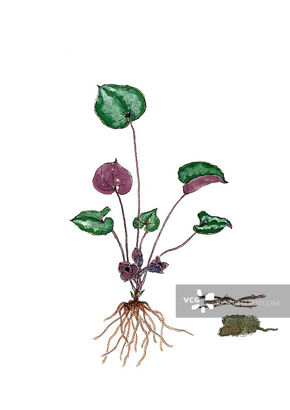 手绘本草纲目中草药植物插画杜衡图片素材