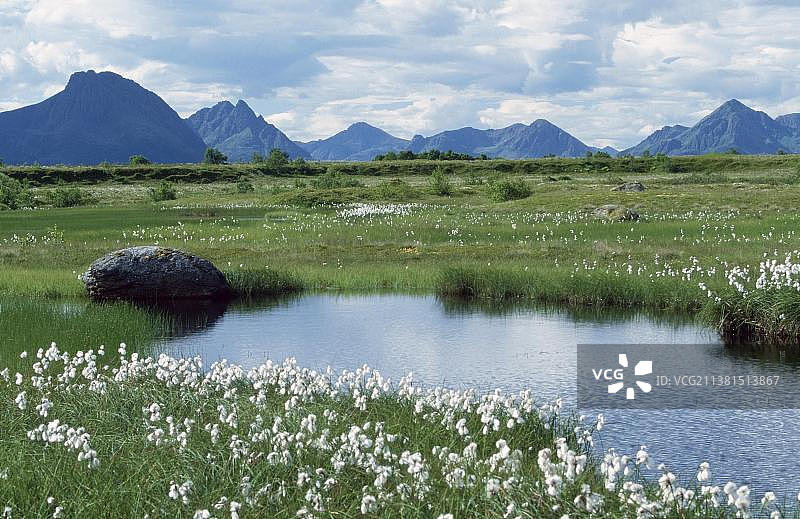 挪威罗弗敦群岛的沼泽池塘，盛开的棉草，欧洲夏季风光图片素材