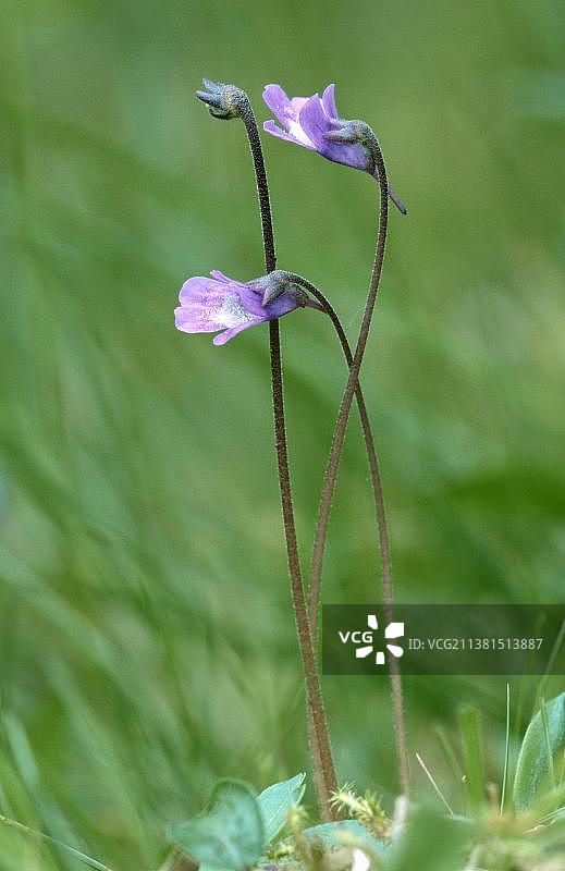普通捕虫堇， 挪威，欧洲图片素材