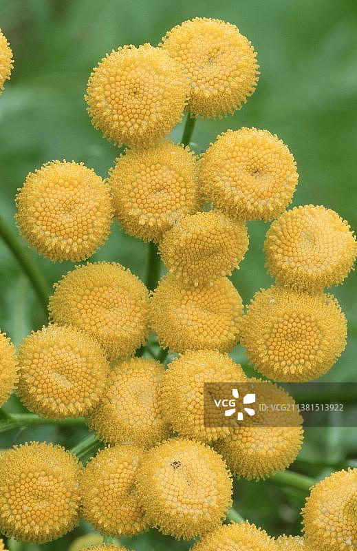 德国北莱茵-威斯特法伦州欧洲的艾菊图片素材