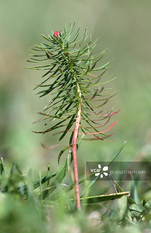 直立石松图片素材