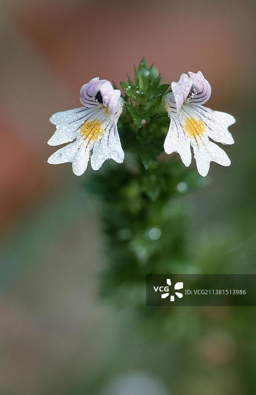 小米草，巴伐利亚，德国，欧洲图片素材