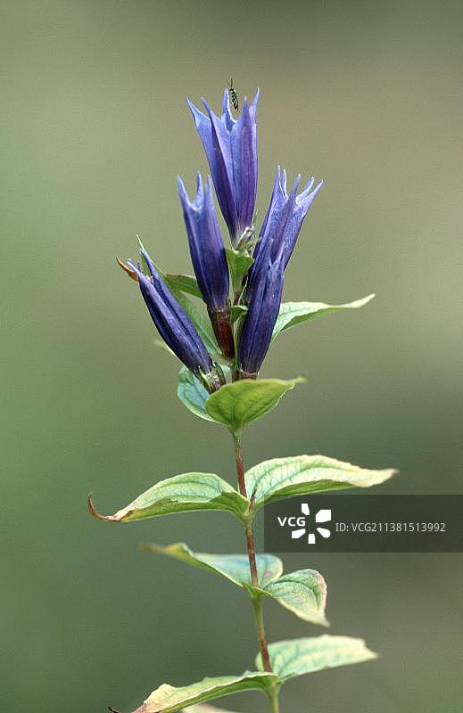 柳叶龙胆，贝希特斯加登，巴伐利亚，德国，欧洲图片素材