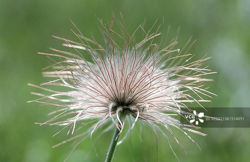 瑞典欧兰岛的白头翁图片素材