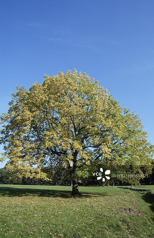北美黑胡桃图片素材