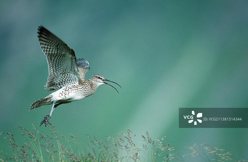 丘鹬，罗弗敦群岛，挪威，欧洲图片素材