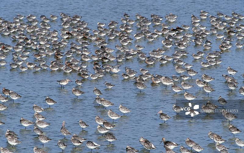 斑尾塍鹬和红腹滨鹬，泰瑟尔岛，荷兰图片素材