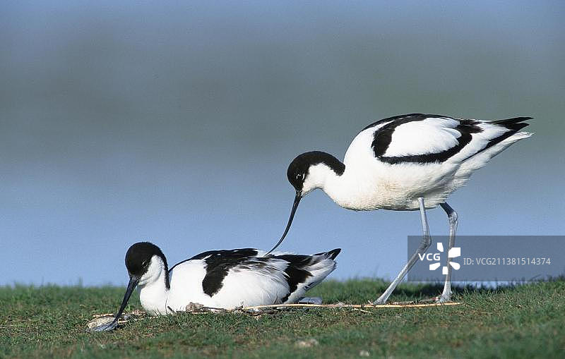 反嘴鹬在巢边（荷兰特塞尔岛）图片素材