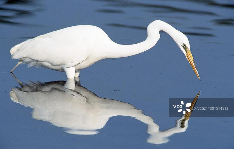 美国佛罗里达州萨尼贝尔岛的大白鹭图片素材