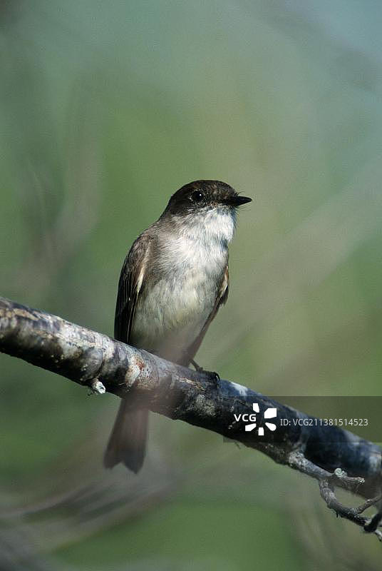 黑顶嘲鸫，美国佛罗里达州大沼泽地国家公园图片素材