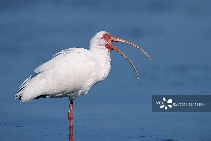 白美洲白鹮（Eudocimus albus），美国萨尼贝尔岛、佩奇市、冰岛、欧洲图片素材