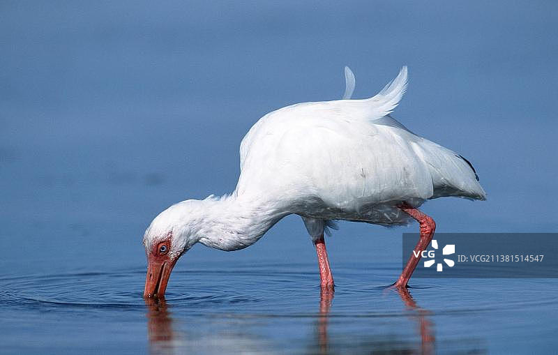 白色美洲白鹮 (Eudocimus albus)，美国萨尼贝尔，冰岛，欧洲图片素材