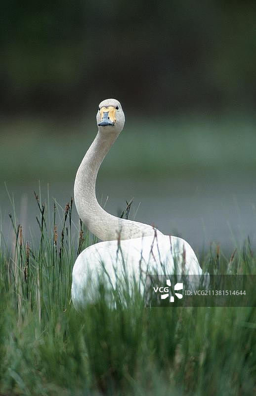 瑞典蒂韦登的大天鹅图片素材