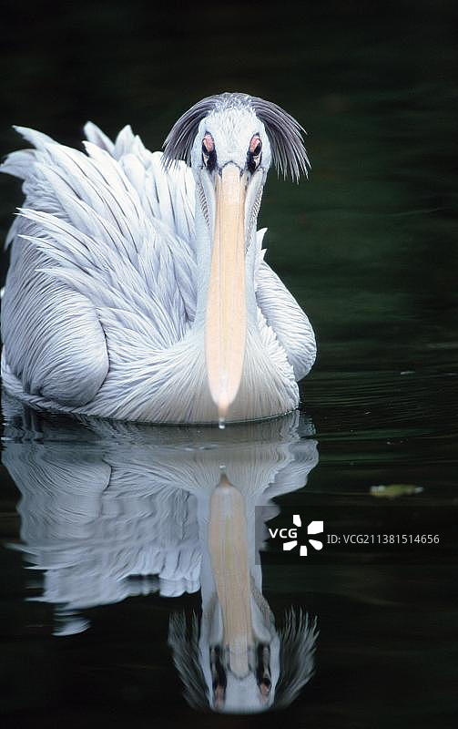 粉背鹈鹕图片素材