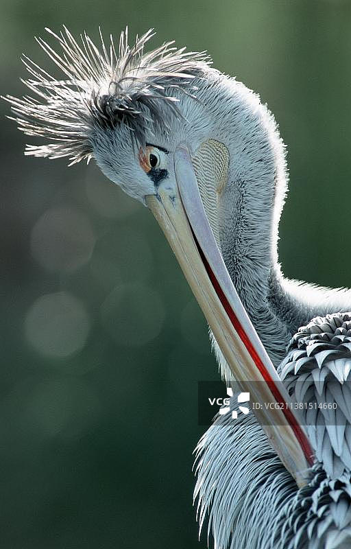 粉背鹈鹕图片素材