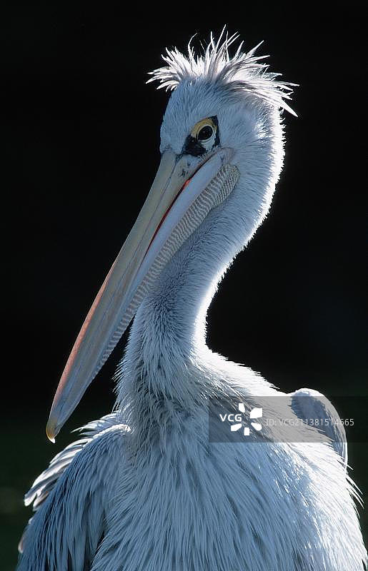 粉背鹈鹕图片素材