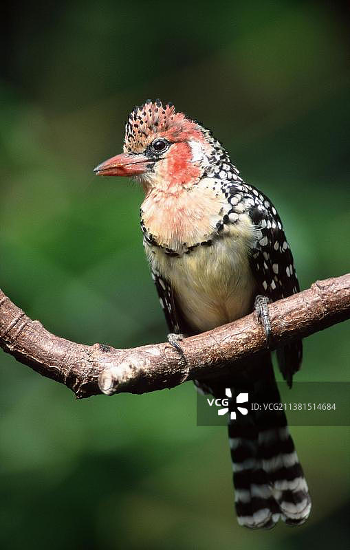 红黄拟鴷图片素材