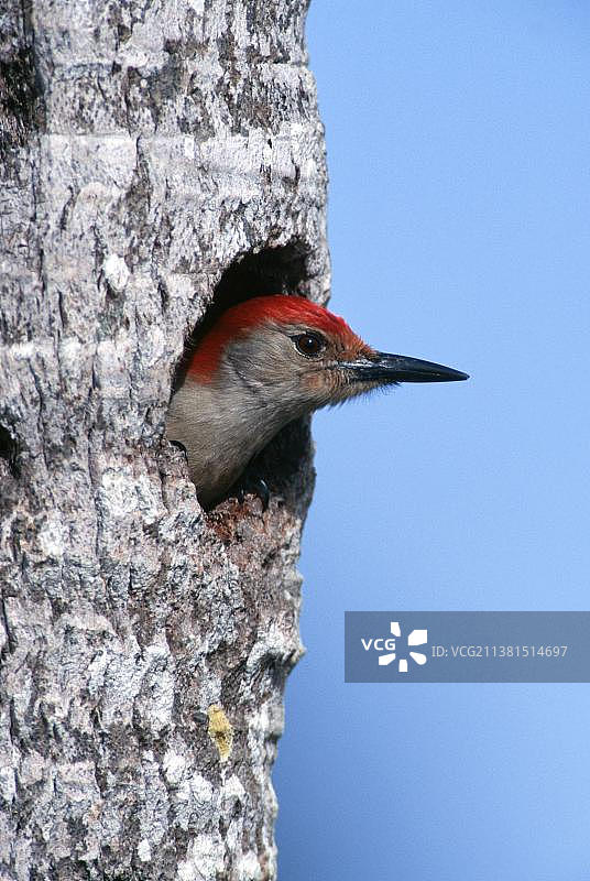 红腹啄木鸟（Melanerpes carolinus）：美国佛罗里达州大沼泽地国家公园图片素材