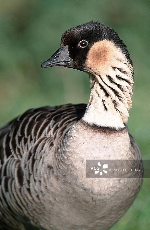夏威夷鹅（Branta sandvicensis）图片素材