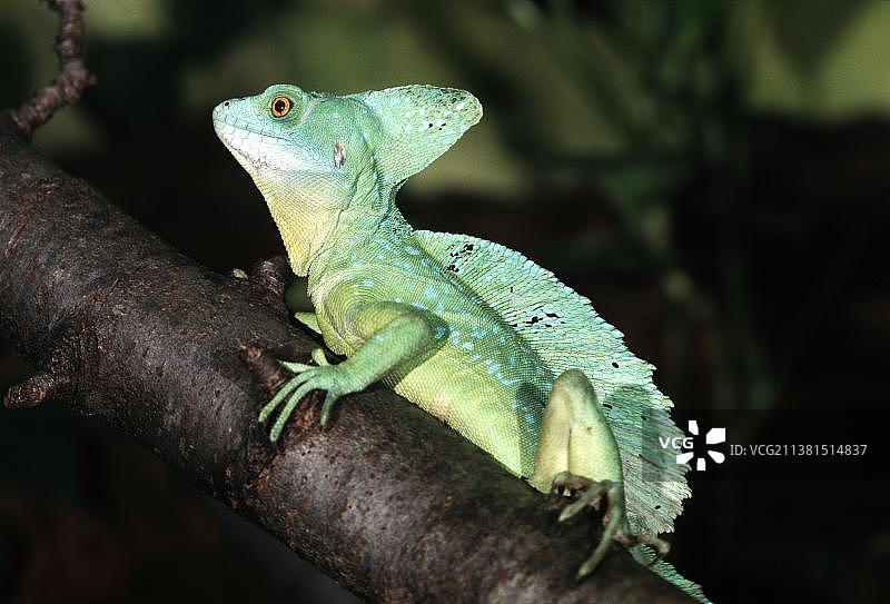 绿鬣蜥图片素材