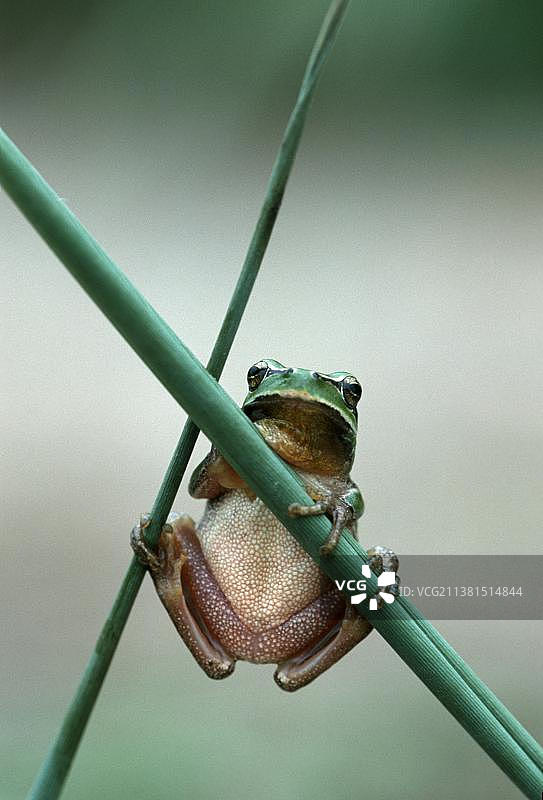 条纹地中海树蛙，法国卡马格南部图片素材