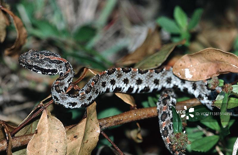 侏儒响尾蛇，美国佛罗里达州大沼泽地国家公园（Sistrurus miliarius barbouri）图片素材