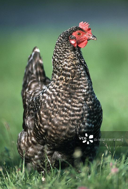 北莱茵-威斯特伐利亚的家禽母鸡图片素材