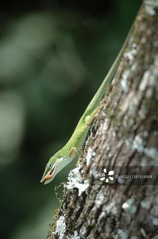 绿变色蜥蜴（Anolis carolinensis），螺旋沼泽保护区，美国佛罗里达州，北美洲图片素材