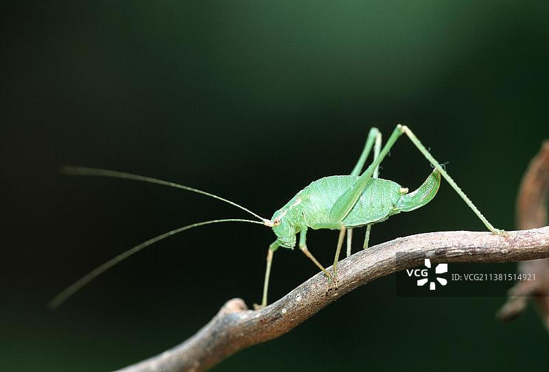 点斑草螽，德国北莱茵-威斯特法伦州图片素材