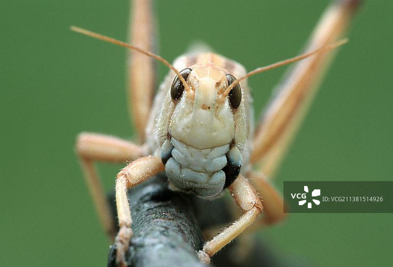 欧洲迁徙蝗虫图片素材