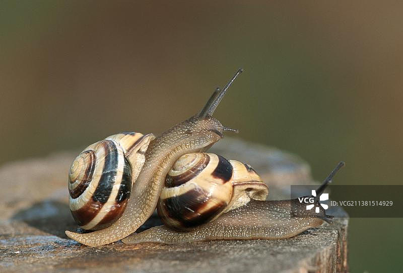 交配中的壳蜗牛图片素材