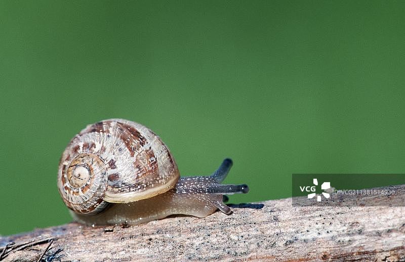 法国卡玛格的棕唇蜗牛图片素材