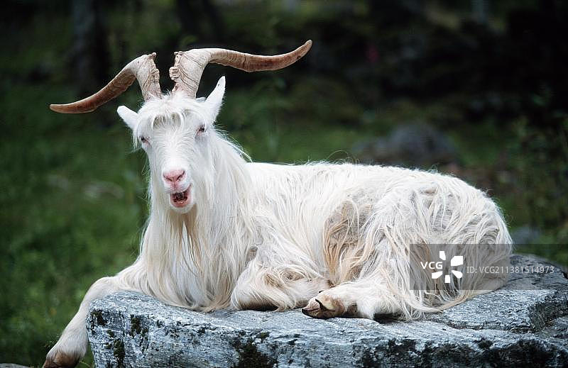 挪威的家养山羊图片素材