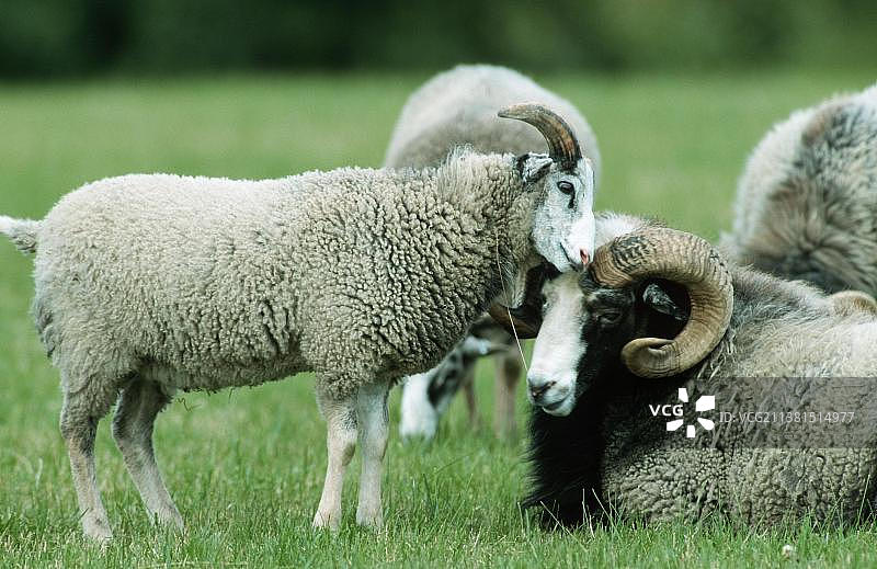 瑞典的家养绵羊一对图片素材