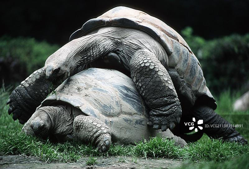 塞舌尔巨龟交配图片素材
