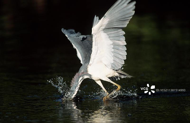 正在捕猎的三色鹭（美国，欧洲）图片素材