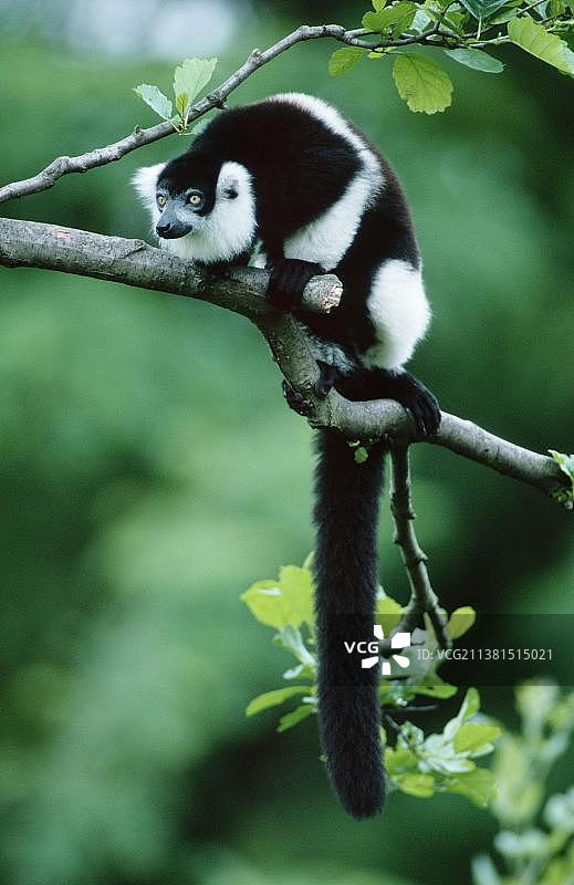 黑白领狐猴，马达加斯加图片素材