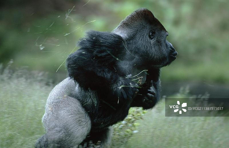 银背西部低地大猩猩图片素材