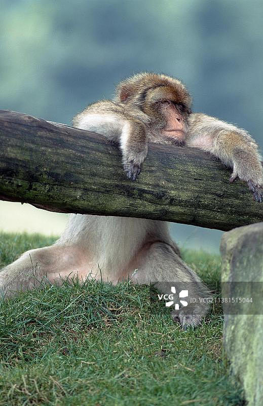 巴巴里猕猴图片素材