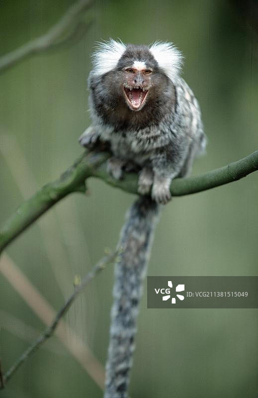 普通狨猴图片素材