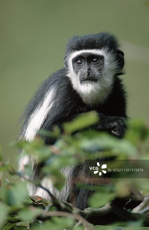 幼年格雷泽疣猴图片素材