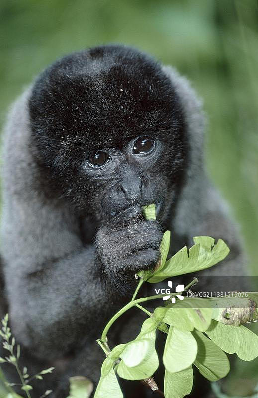 棕色伶猴图片素材