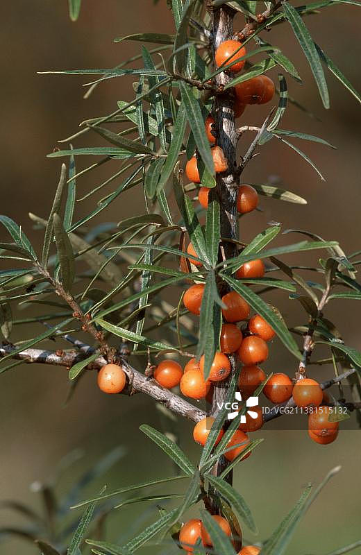 沙棘树枝，带浆果，德国北莱茵-威斯特法伦图片素材