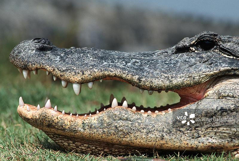 美国短吻鳄图片素材