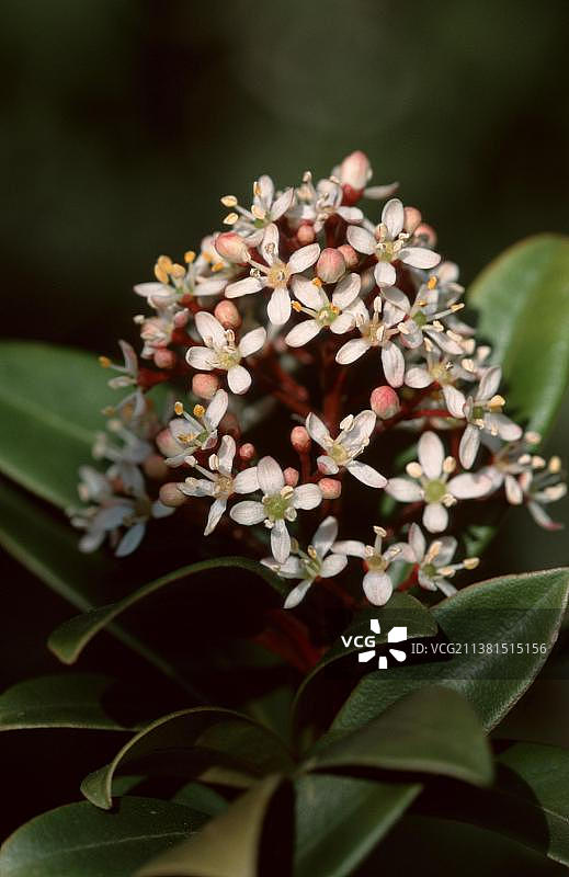 日本 স্কিমিয়া (Skimmia japonica)图片素材