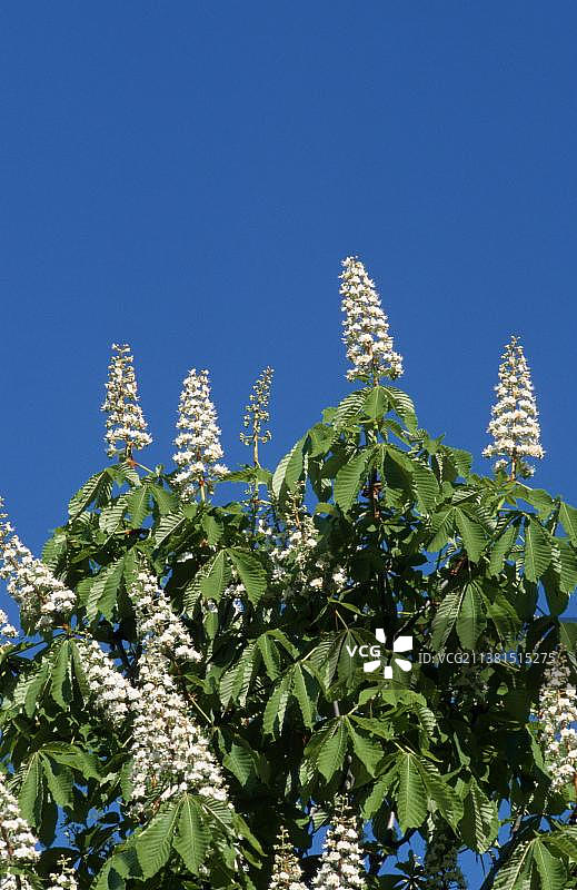 盛开的欧洲七叶树，北莱茵-威斯特法伦图片素材