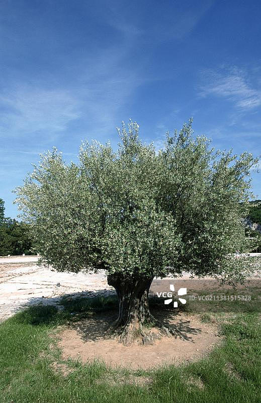 法国南部朗格多克-鲁西永的古老橄榄树图片素材