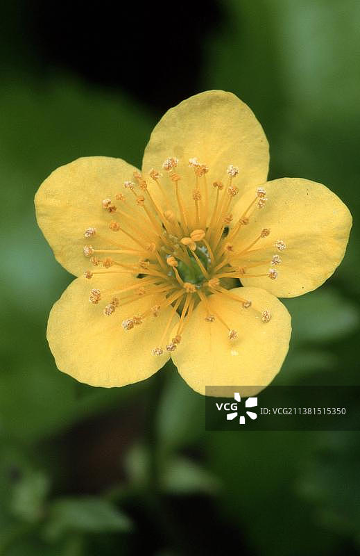 鹅绒委陵菜图片素材