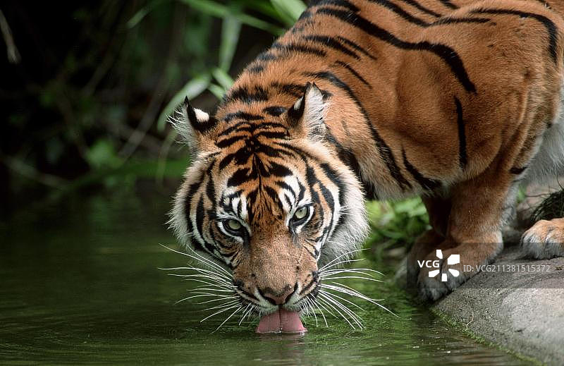 苏门答腊虎图片素材